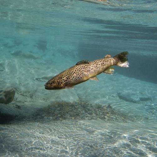 Brown trout (Salmo trutta), the species believed to have been introduced into isolated mountain lakes by prehistoric communities.